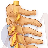 vertebrae